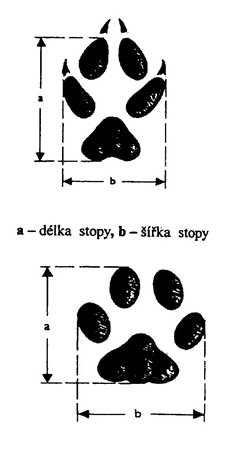 Měření rozměrů stopy
