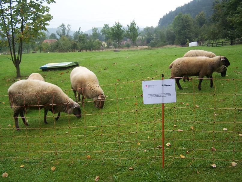 Sheep inside the protective fencing