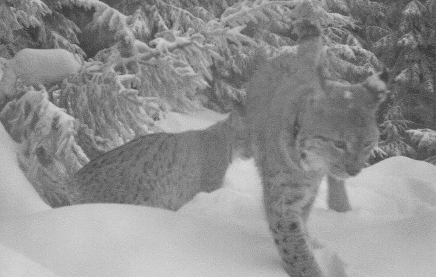 rysice Lenka a rys Licous při námluvách; foto: Hnutí DUHA Olomouc