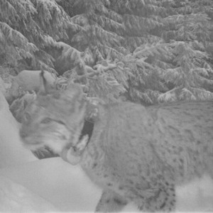 rysice Lenka zachycená fotopastí; foto Hnutí DUHA Olomouc