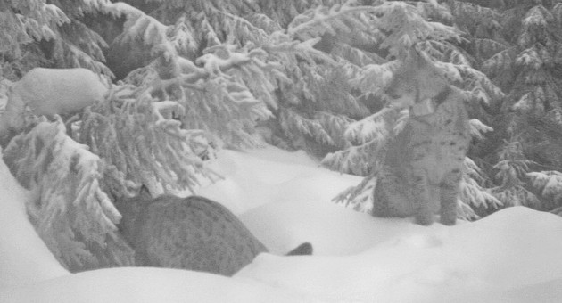 rysové Licous a Lenka při námluvách; foto: Hnutí DUHA Olomouc