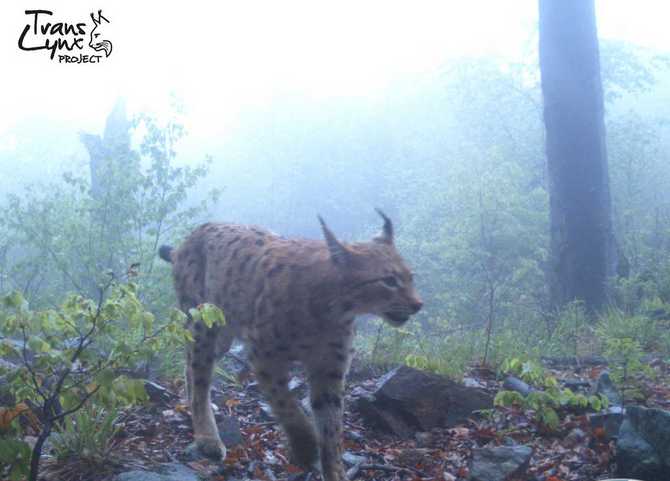 Rys ostrovid v Pošumavi. Foto: Trans-Lynx projekt