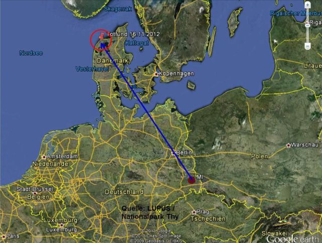 Vlk urazil při cestě z německého Saska do Dánska více než 700 km. Zdroj: nabu.de