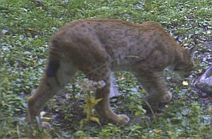 Rys zachycený 25.10.2012 severně od Dunaje. Zdroj: luchs.boehmerwaldnatur.at 