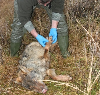 Ohledávání ostatků dánského vlka v roce 2012. Foto: Henrik Kjær Bak