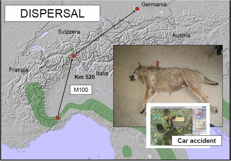 V roce 2006 srazilo auto vlka nedaleko nedaleko města Starnberg. Podle DNA analýz sem přišel z Itálie přes Švýcarsko. Zdroj: www.lausitz-wolf.de