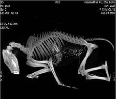 Rentgenový snímek vlka, který byl zastřelen v roce 2009 v Sasku. Zdroj: Institut für Zoo- und Wildtierforschung Berlin 
