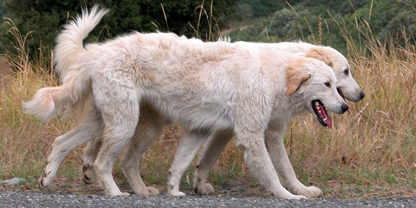 Maremmansko-abruzský pastevecký pes
