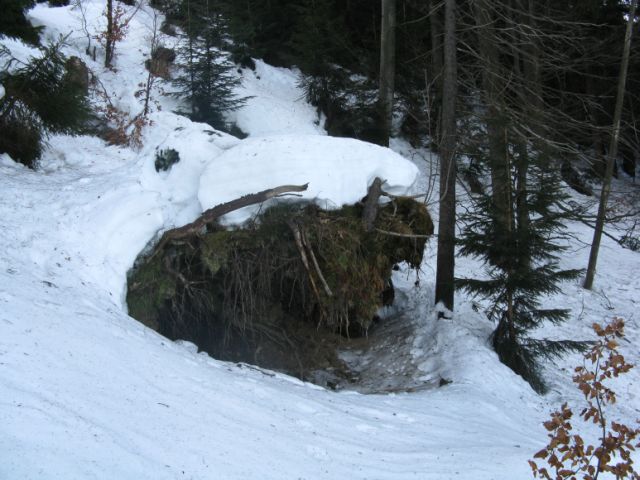 Rys ostrovid má vývraty v oblibě. Pečlivě je prozkoumává a rád na ně usedá a rozhlíží se.Foto: Robin Bednarz