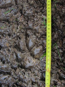 stopa vlka v blátě; foto:Tomáš Krajča
