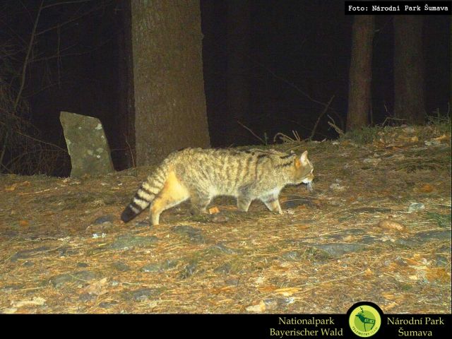 Kočka divoká ze Šumavy. Zdroj: NP Šumava