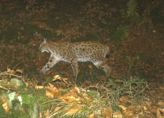 Fotografie rysa L-29, pořízená nedaleko Furth im Wald v Bavorsku. Foto: Trans-Lynx Projekt