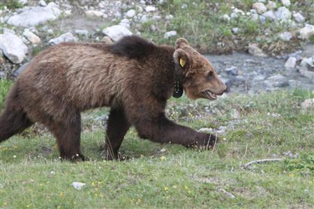 Medvěd M13 s obojkem, který umožňoval neustálý monitoring jeho pohybu. Zdroj: reuters.com