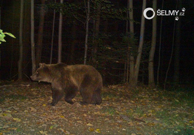Medvěd zachycený na fotopasti Hnutí DUHA Olomouc ve Vsetínských Beskydech, říjen 2018