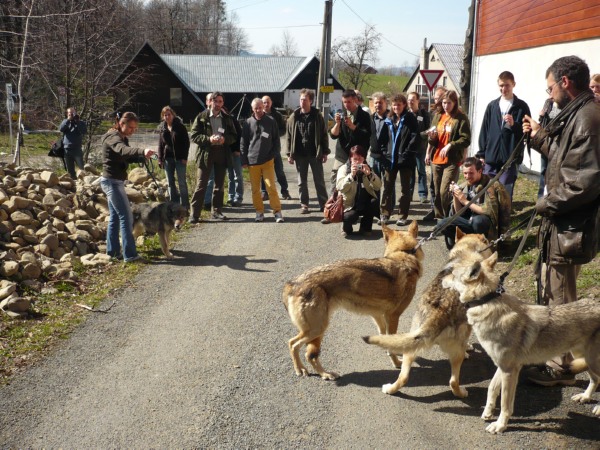 Naděžda Šebková (ČZU) a Jindřich Jedlička (ZOO Brno) ukazují křížence vlků a československých vlčáků