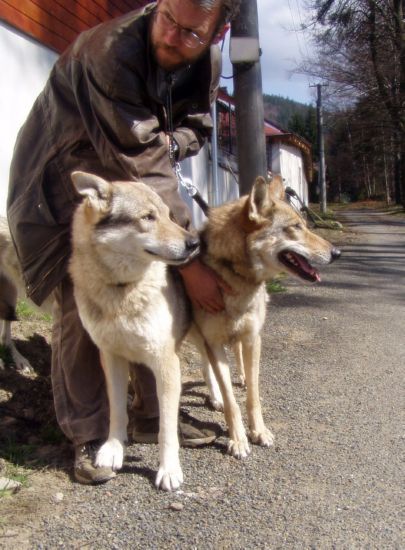 Jindřch Jedlička s českoslovesnkým vlčákem (vlevo) a F1 křížencem vlka (vpravo)