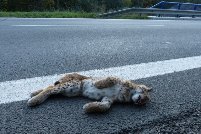 Mládě rysa sražené autem na Vsetínsku. Foto: Michal Bojda