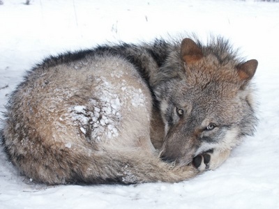 vlk obecný, foto: Karel Brož