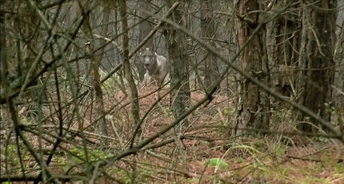 Přímé pozorování vlka v CHKO Kokořínsko - Máchův kraj, foto: Leona Kutalová