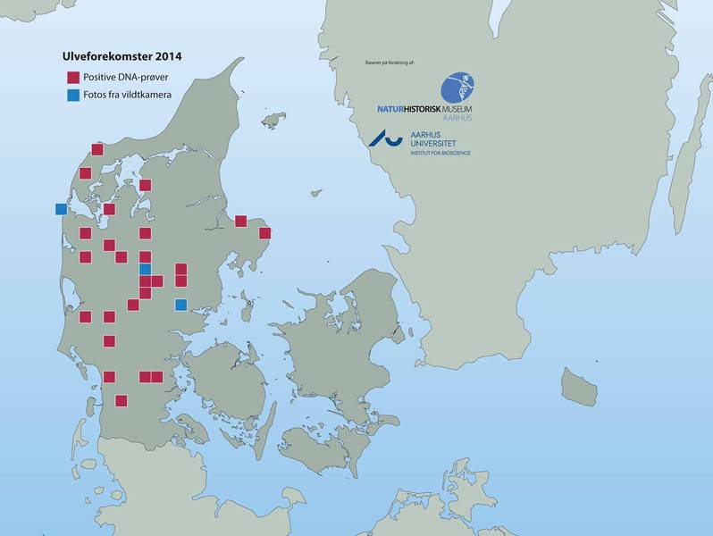 Důkazy o výskytu vlka v Dánsku v roce 2014, červeně jsou označeny pozitivní DNA vzorky, modře záběry z fotopastí. Zdroj: http://scitech.au.dk/