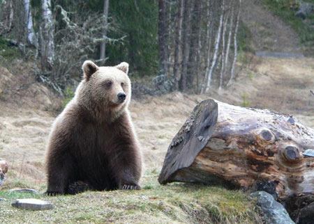 Medvěd hnědý. Photo: Erling Maartmann