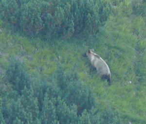 pasoucí se medvěd; foto L.Machalová