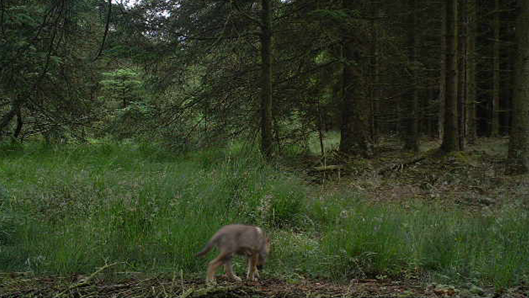 Foto: Naturstyrelsen