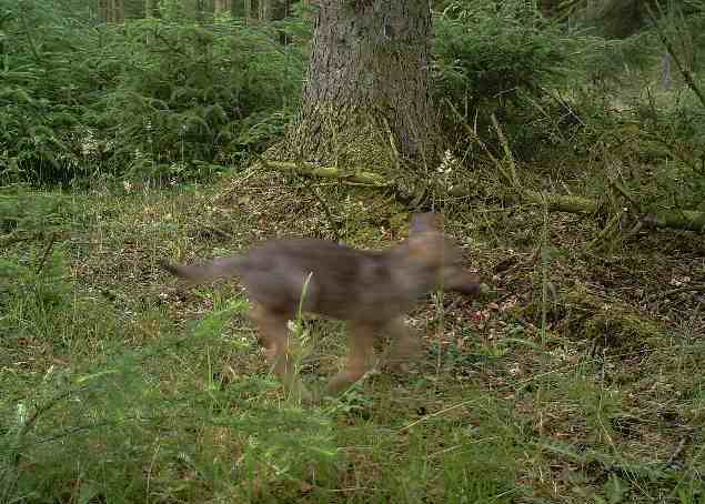 Foto: Naturstyrelsen