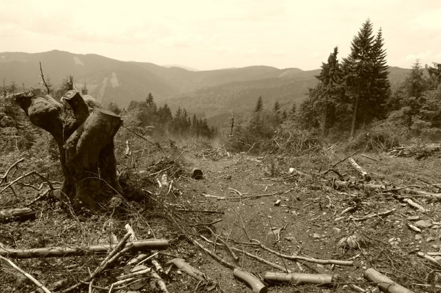 drancování javornických lesů necitlivou těžbou; foto: M.Bojda