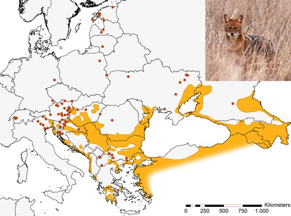 Mapa aktuálního výskytu šakala v Evropě. Zdroj: A. Trouwborst, M. Krofel & J.D.C. Linnell, http://link.springer.com/