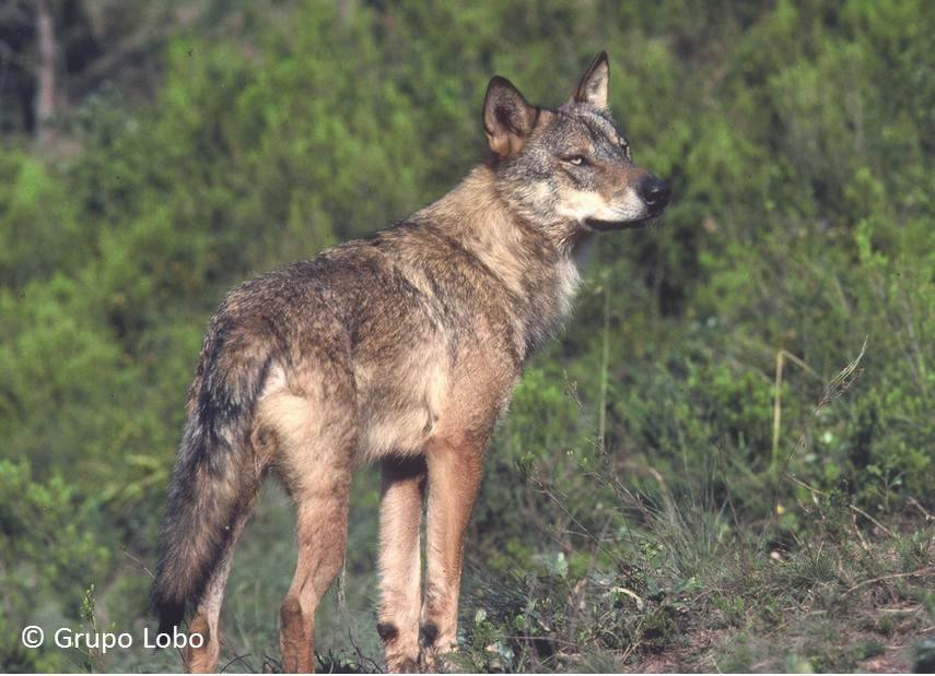 Iberský vlk. Zdroj: Grupo Lobo