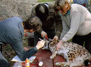 reintrodukce rysů ve Franci v 80. letech. Zdroj: http://www.parc-des-felins.com/en/save-the-animals/in-the-wild
