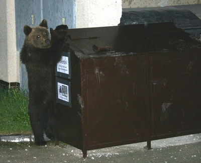 Mladý medvěd u kontejneru. Foto: Robin Rigg
