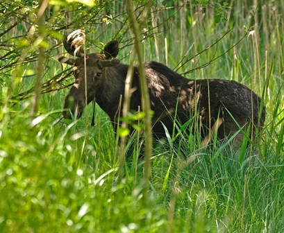 Foto: Josef Hlásek