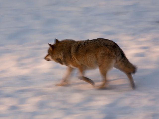 Lupus appenninico. Zdroj: http://www.parcoabruzzo.it