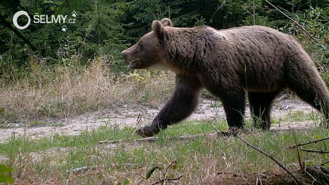 Medvěd zachycený na fotopasti Hnutí DUHA Olomouc na Valašsku, září 2018