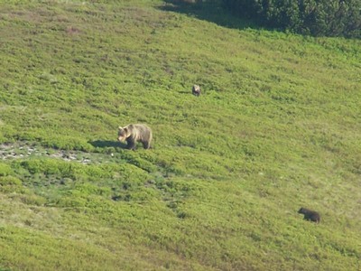 Ze setkání s medvědicí a medvíďaty na Malé Fatře. Foto: Michal Bojda