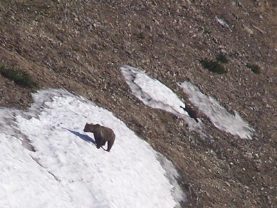 medvědice s mláďaty na sněhovém poli