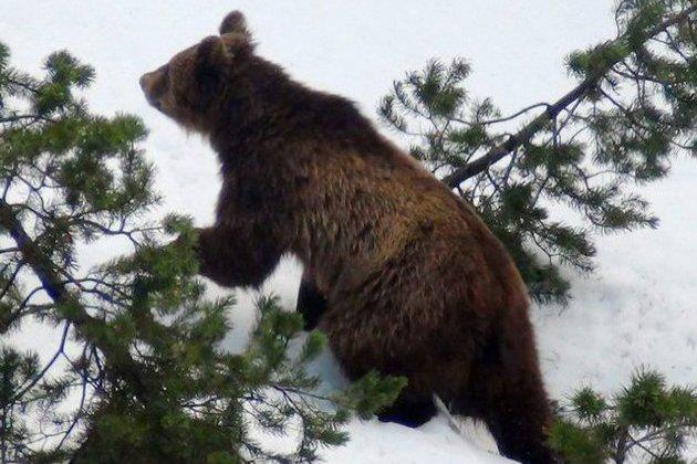 Fotografie medvěda M13 z loňské zimy. Foto: Kanton Granbunden