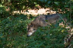 Zdroj: https://www.wur.nl/en/newsarticle/Ten-different-wolves-accounted-for-in-the-Netherlands-up-to-November-2018-of-which-six-are-females.htm