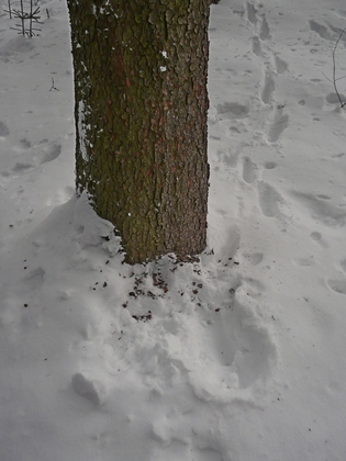 strom s kůrou oškrábanou rysem