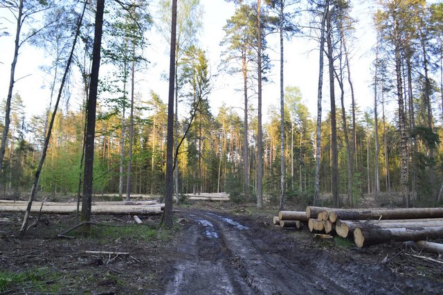 Kácení v Bělověžském pralese. Foto: Adam Bohdan