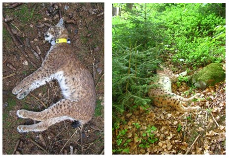 Ostatky rysice Tessy otrávené karbofuranem v r. 2012 (Zdroj: NP Bayrischer Wald) a březí rysice upytlačené v roce 2013 (zdroj: Polizei Niederbayern). 