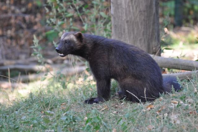 Rosomák. Zdroj:http://www.biolib.cz/, foto Lubomír Klátil