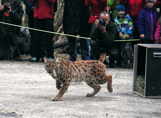 Foto: Dominik Sieghartsleitner