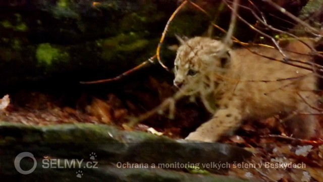 vzácné pozorování malého rysího kotětě; foto z videa Michala Bojdy