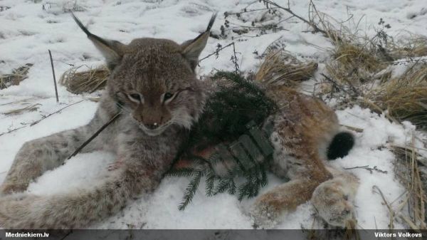 V Lotyšsku zastřelené rysí mládě. Zdroj: http://medniekiem.lv/