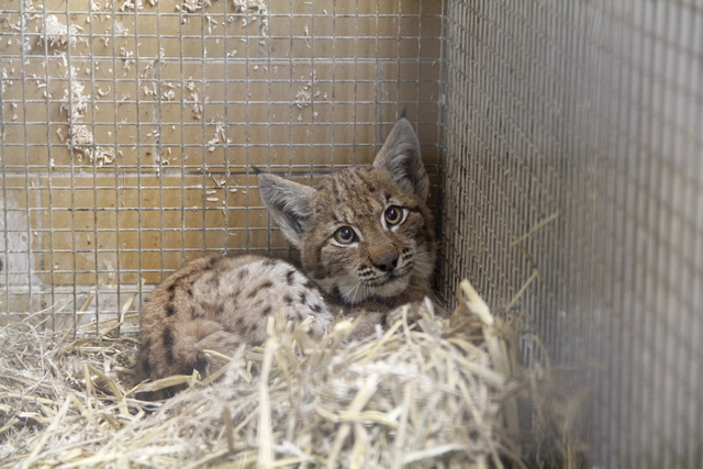 Zdroj: Michaela Jerhotová, Zoo Hluboká