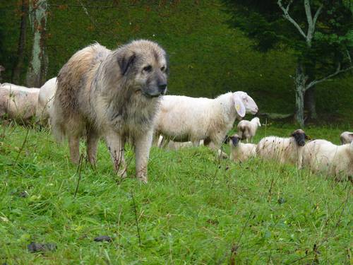 šarplaninský pastevecký pes je účinnou ochranou stád; foto: Dana Bartošová