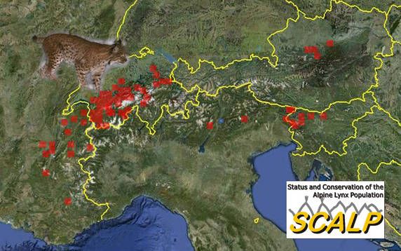 Výskyt rysa v Alpách. Zdroj: kora.ch